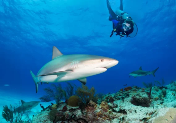 photo : 